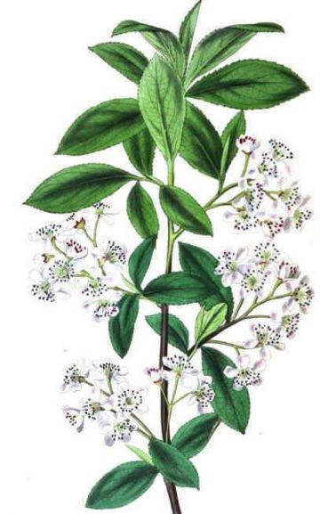 ARONIA