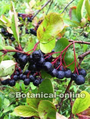 aronia melanocarpa fruta 