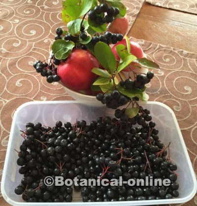 fruta aronia planta silvestre