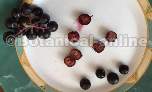 aronia fruto plato