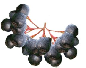 frutos de aronia