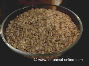 arroz integral