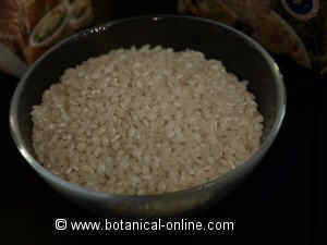 Arroz blanco o refinado