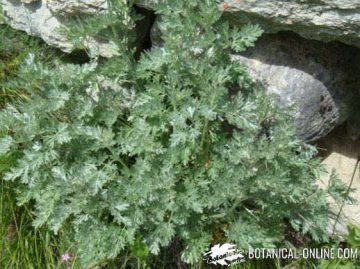 Artemisia absinthium