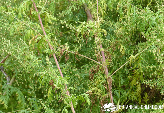 artemisia annua
