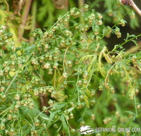 artemisia annua