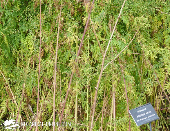 artemisa annua