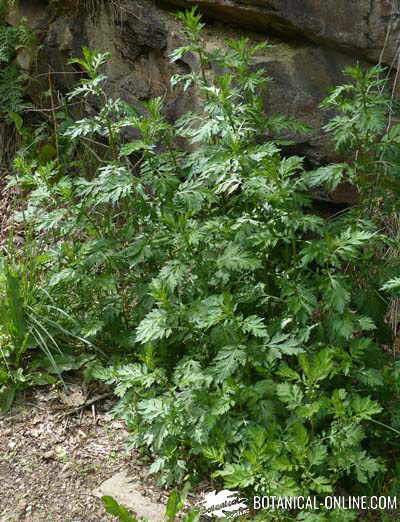 artemisia artemisa pastel planta