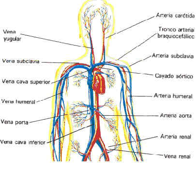 sistema linfatico arterias y venas