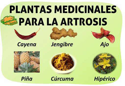 plantas medicinales y remedios naturales con plantas medicinales para la artritis y artrosis