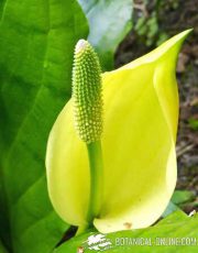 Arum mofeta occidental