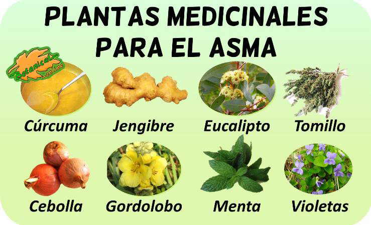 remedios asma tratamiento natural plantas medicinales