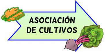 asociacion de cultivos