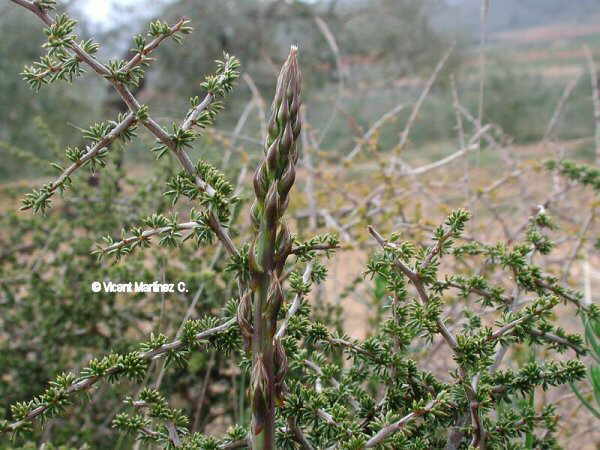 Asparagus acutifolius 