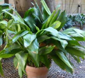 aspidistra