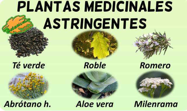 Plantas medicinales astringentes – Botanical-online