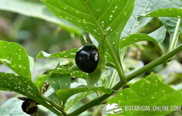 Frutos silvestres tóxicos de color negro – Botanical-online