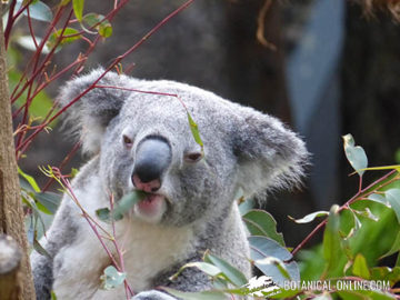 koala 