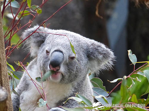 koala comiendo