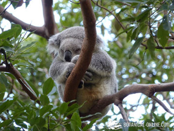 koala durmiendo en un árbol