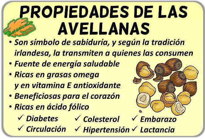 Propiedades medicinales de las avellanas