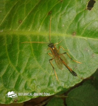 Avispa icneumónida