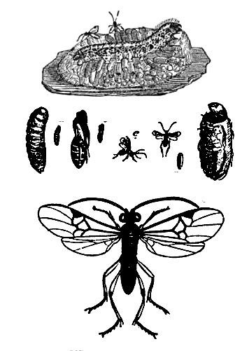 avispa parasitoide