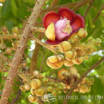 flor arbol Ayahuma couroupita