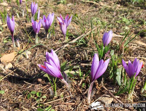 Cultivo y cuidados del azafrán en el casero – Botanical-online