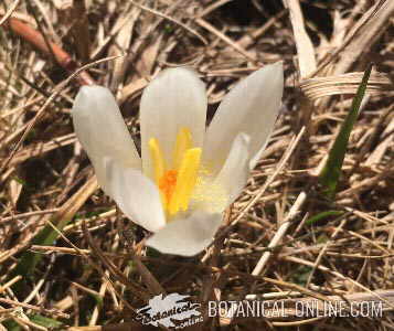 flor azafran alta montaña