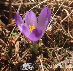 flor azafran alta montaña