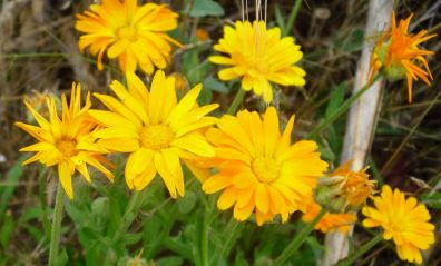 calendula