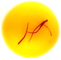 azafran saffron crocus sativus