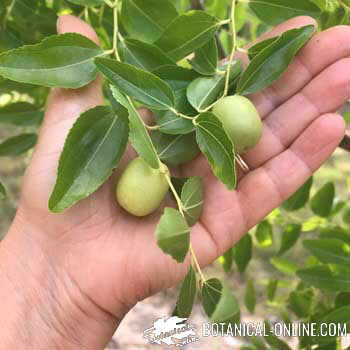 jujube fruits