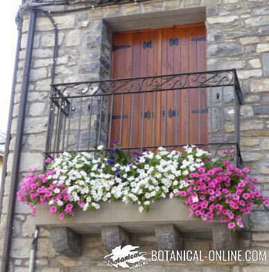 plantas balcon petunias