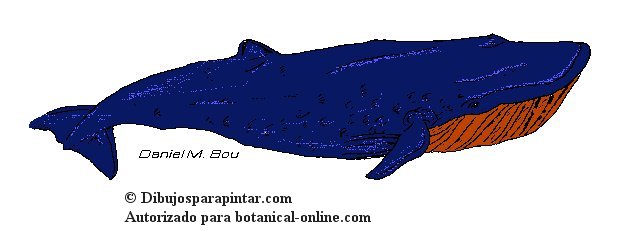 ballena