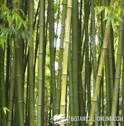 bosque de bambu