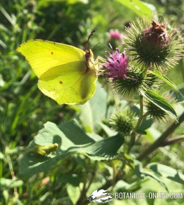 Mariposa cleopatra