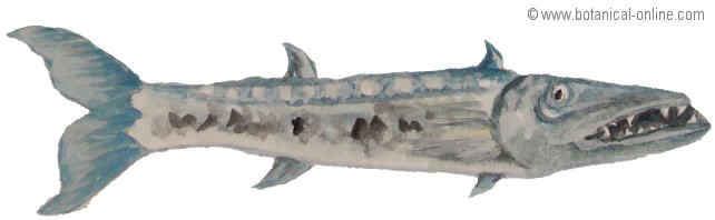 barracuda