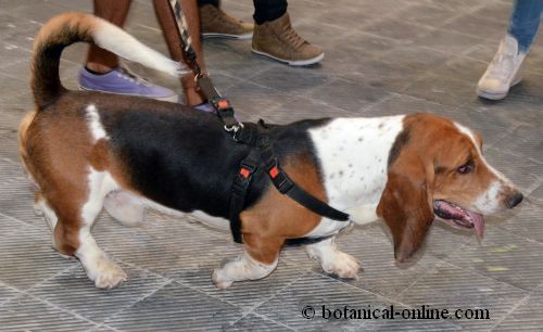 Basset hound