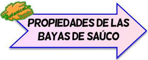 bayas de sauco