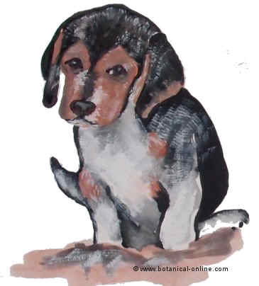 Dibujo de beagle