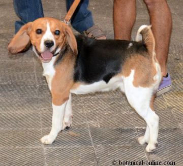 Perro beagle