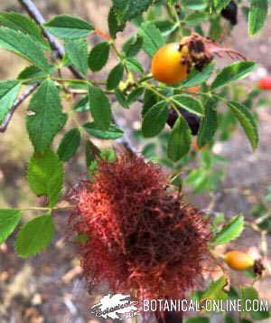 rosa canina bedegar