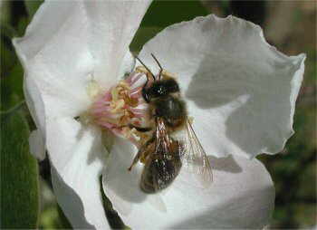 ABEJA POLINIZANDO FLOR MEMBRILLERO