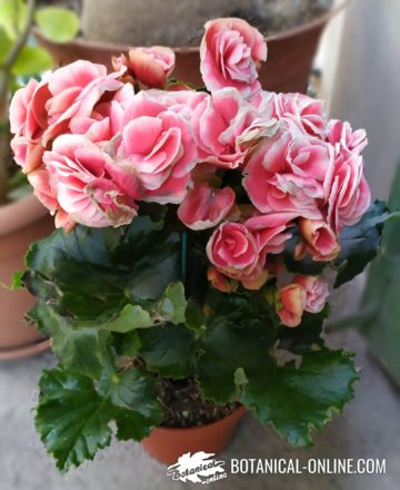 begonia