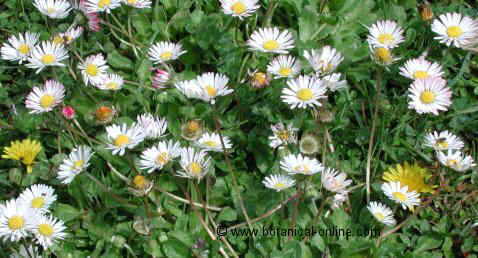 bellis_perennis