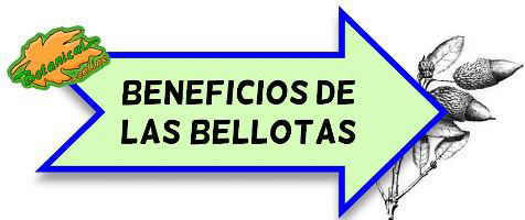 beneficios bellotas