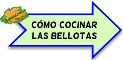 recetas como cocinar las bellotas