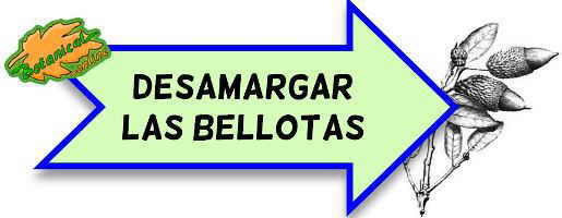 bellotas desamargar